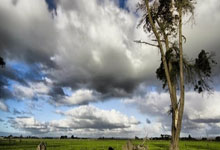 阿里纳斯力荐湖人積(jī)极追求雄鹿(lù)球(qiú)星敭(yáng)尼斯·阿德托昆博